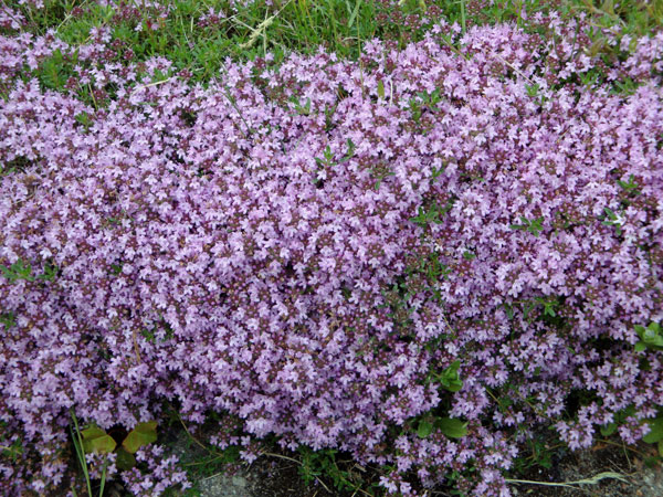 Kantväxt