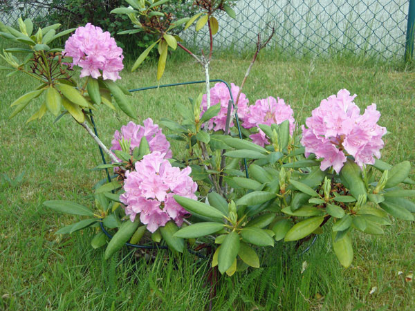 Rhododendron
