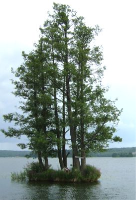 Ångbåtstur Mariefred