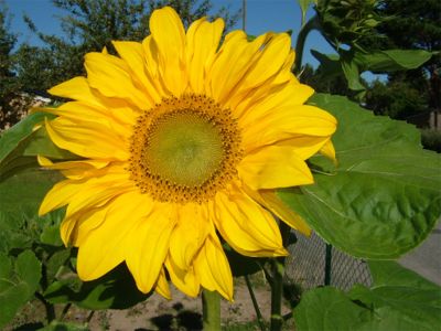 Solrosen symboliserar en ny värmebölja, 19/8 -05