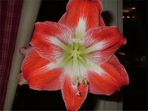 Lagom till Berits födelsedag blommar liljan, 2/2 -06
