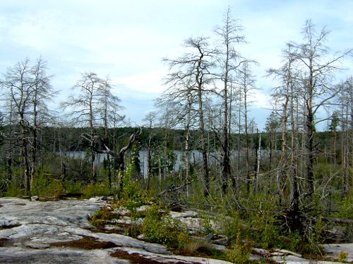 ... det brandhärjade området i Tyresta Nationalpark, 4/9 -05