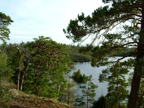 Vacker vy i utkanten på brandområdet, 4/9 -05