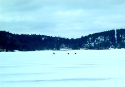 Vid fikat såg vi några rådjur springa förbi, 10/3 -04