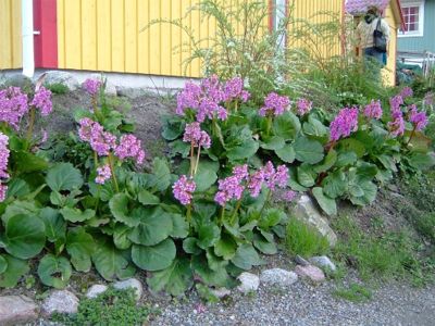 Bild från Åsas trädgård, 11/5 -04