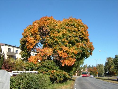 Höstfärgerna lyser vackert, 5/10 -05
