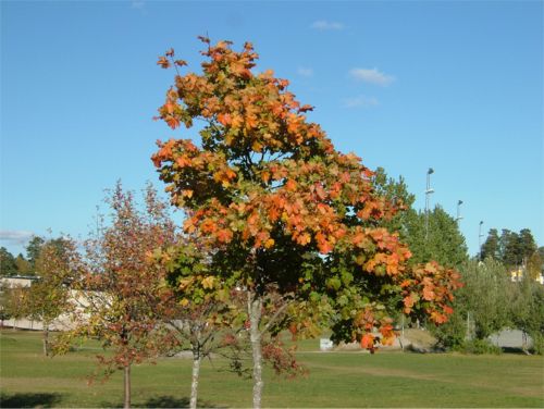 Höstfärgerna lyser vackert, 5/10 -05