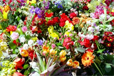 Del av blomsterprakten i Minneslunden, 15/5 -05