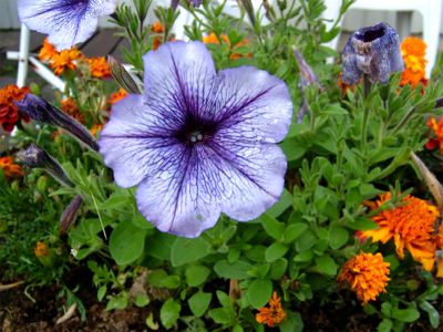 Min älsklingspetunia, lågväxt och tålig, 2/8 -05