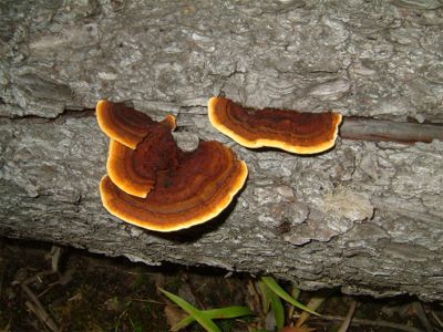 Gott om vackra trädsvampar, 2/10 -04