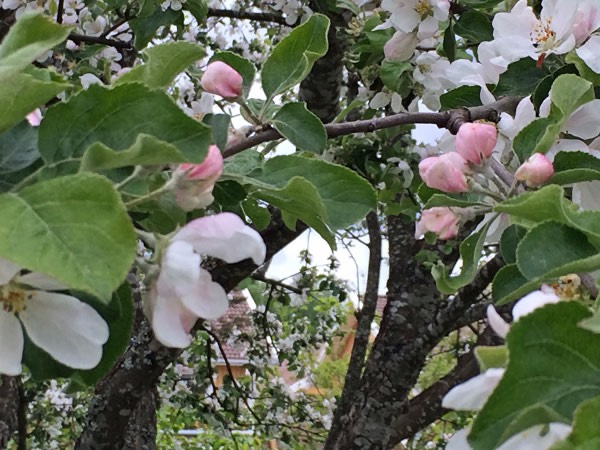 26/5 -15. Vårt äppelträd blommar vackert i vitt och rosa och frukten blev stor.