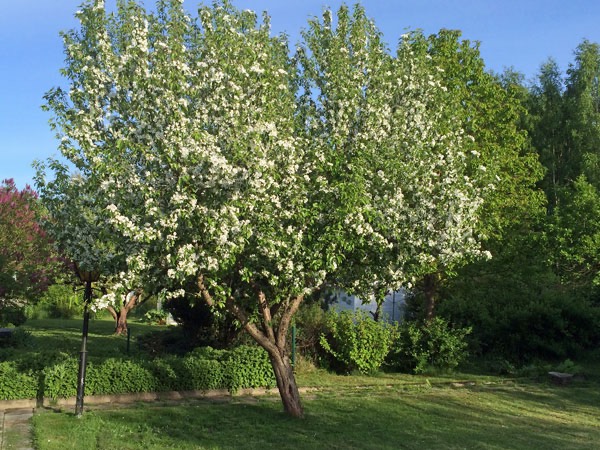 29/5 -15. Paradisäppelträdet är överfyllt med blommor - trots det blev det igen frukt.