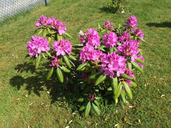 7/6 -15. Blommor i trädgården.