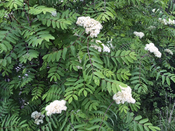 7/6 -15. Rönnträden börjar blomma.