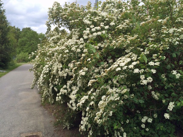 7/6 -15. Spireahäcken börjar blomma.