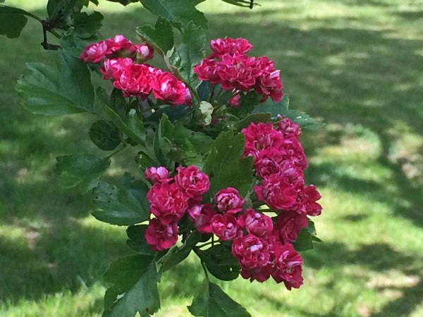 15/6 -15. Rosenhagtorn blommar för sista gången.