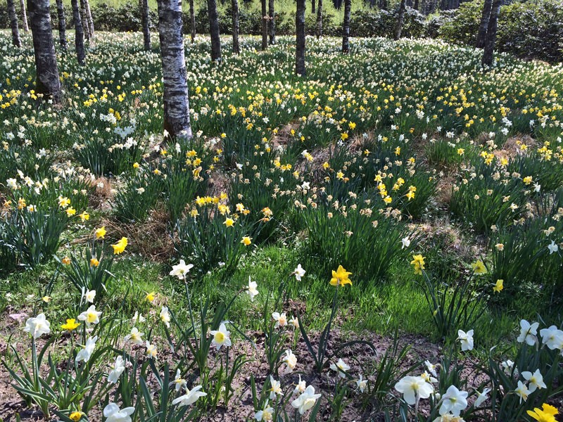 Besök på påskliljesmyckat Fagerås, Sjötofta den 9 maj 2016.
