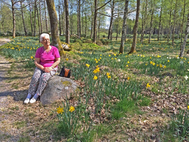 Besök på påskliljesmyckat Fagerås, Sjötofta den 9 maj 2016.