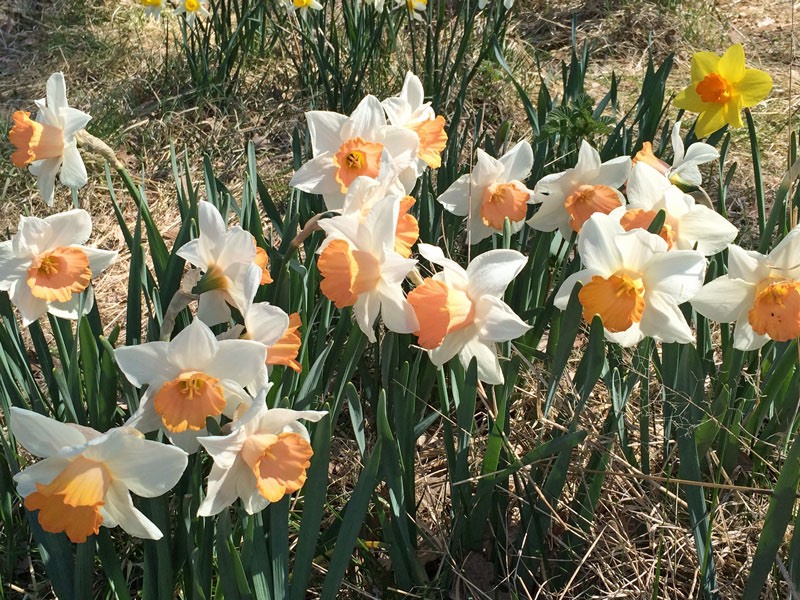 Besök på påskliljesmyckat Fagerås, Sjötofta den 9 maj 2016.