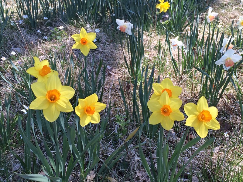 Besök på påskliljesmyckat Fagerås, Sjötofta den 9 maj 2016.