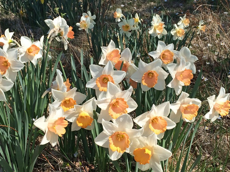 Besök på påskliljesmyckat Fagerås, Sjötofta den 9 maj 2016.