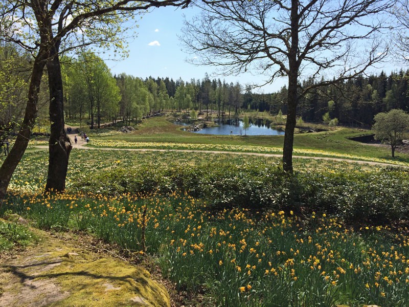 Besök på påskliljesmyckat Fagerås, Sjötofta den 9 maj 2016.