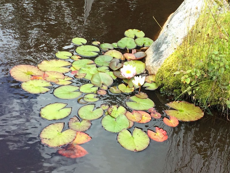 Näckroser i dammen, Ödesbacka 2 augusti 2016.