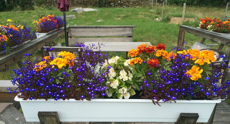 Vackra blommor, Ödesbacka nere vid dammen 2 augusti 2016