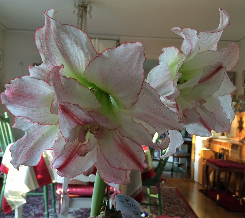 Storslagen Amaryllis.  Vendelsömalm den 24/12 -16