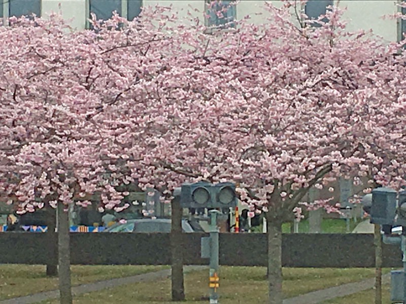 Blommande japanska körsbärsträd. Hammarby Sjöstad den 29 april 2017.