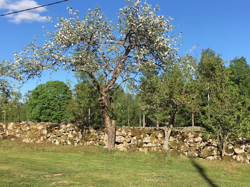 Vår vackra stenmur med blommande äppelträd, Danhult den 26 maj 2017.