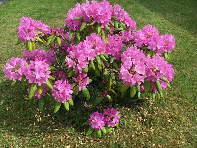 Blömsterprakt i vår trädgård - Rhododendron - den 11 juni 2017.