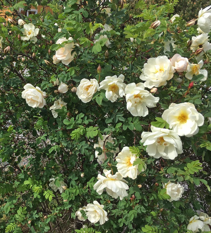 Blömsterprakt i vår trädgård - Bondrosor - den 11 juni 2017.