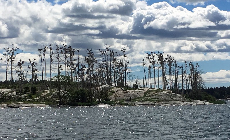 **Så här kan naturen se ut om någon art dominerar för mycket under en längre period. 21 juni 2017.**