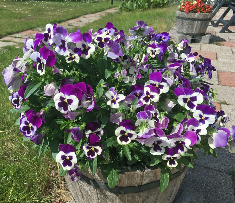 Blomster på baksidan av huset den 8 augusti 2017.