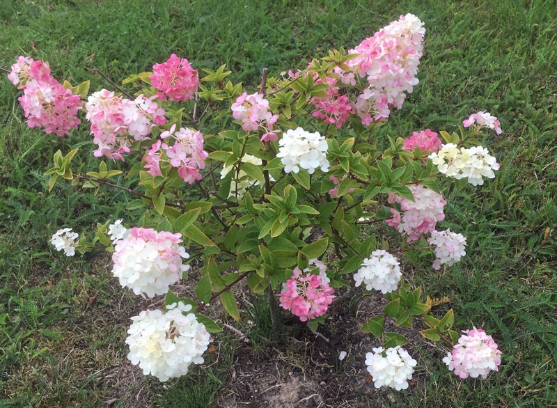 Höstsyrenen blommar vackert. Den 21 augusti 2017.