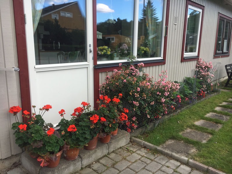 Blömster på framsidan av huset den 21 augusti 2017.