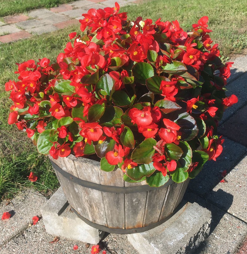 Blomster på baksidan av huset den 24 augusti 2017.