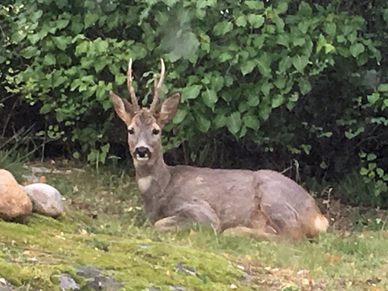 Råbock i Neos trädgård - trots tätbebyggt område så är naturen nära, 6 oktober 2017.