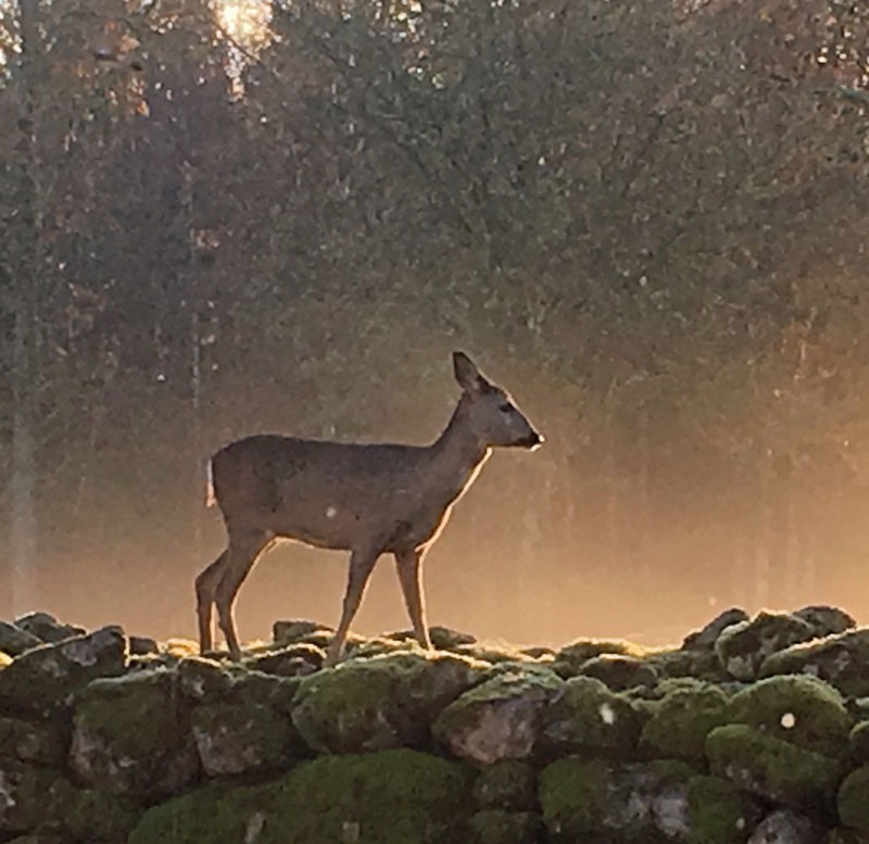 En tidig morgon såg vi detta rådjur från vårt köksfönster samt en råbock (ej med på bild), 6 november 2017.