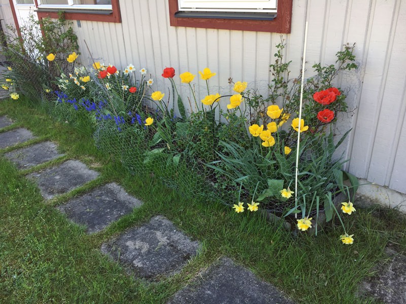 Vårblommor 13 maj 2018.