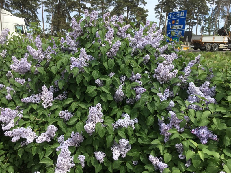 Syren på Herrbeta rastplats där vi fikade på väg hem den 21 maj 2018.
