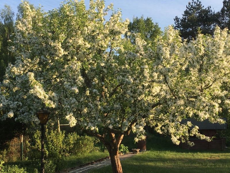 Blommande paradisäppelträd i vår trädgård den 21 maj 2018.