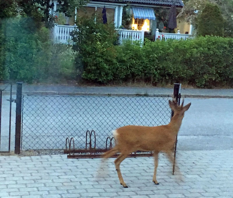 Råbock på besök den 18 juni 2018.