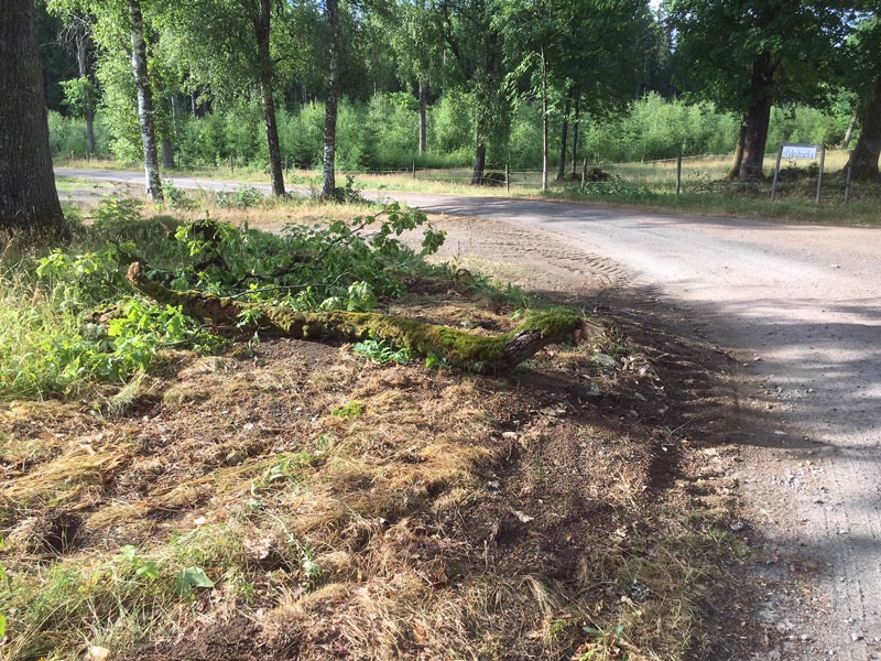 Vid kvällspromenaden framskymtade ett urtidsdjur?! 13 juli 2018.