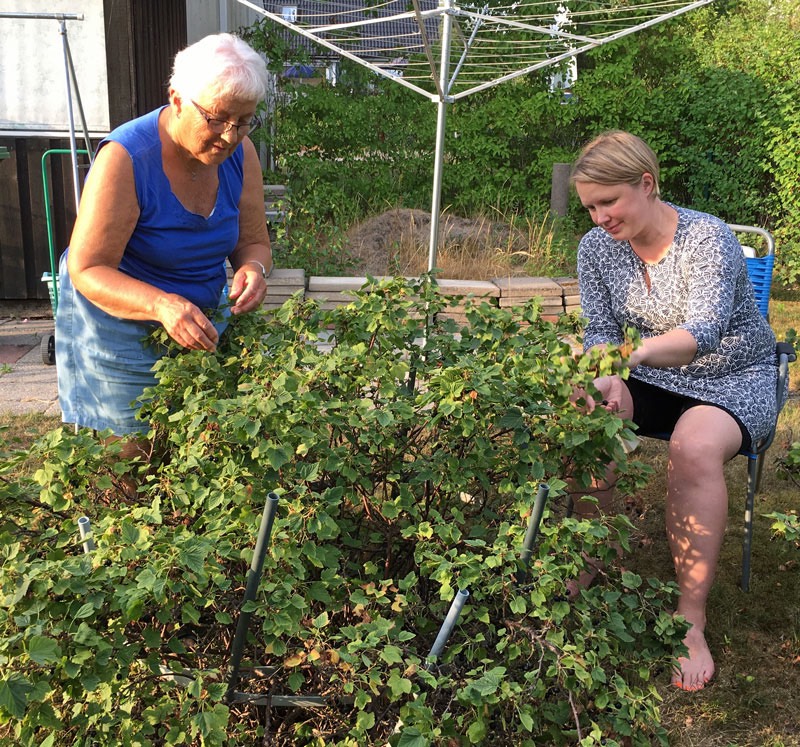 Elsie och Linda plockar svarta vinbär i vår trädgård. 2 augusti 2018.