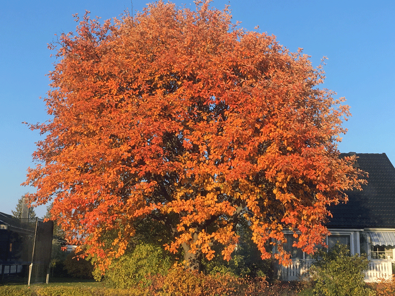 Utsikt från vårt kök - oxel i höstskrud. 12 oktober 2018.