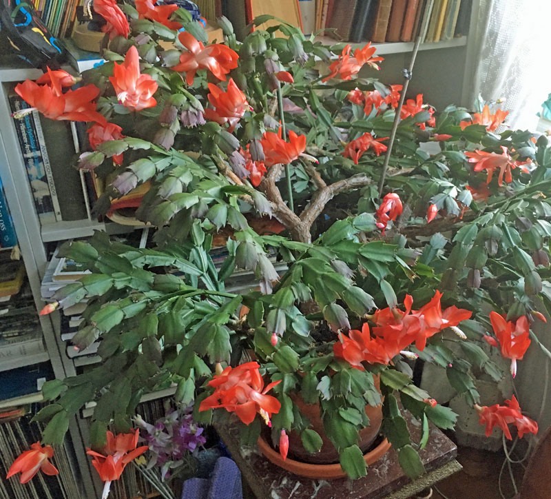 Vår gamla kaktus blommar för fullt; 4 januari 2019.