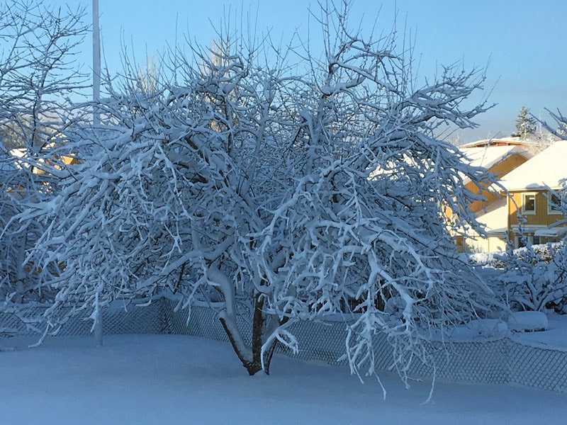 Vårt kära äppelträd, som bar så mycken god frukt i höstas, 4 februari 2019-