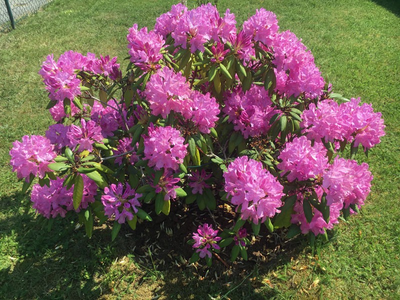 Blommande Rhododendron i vår ytädgård, 6 juni 2019.
